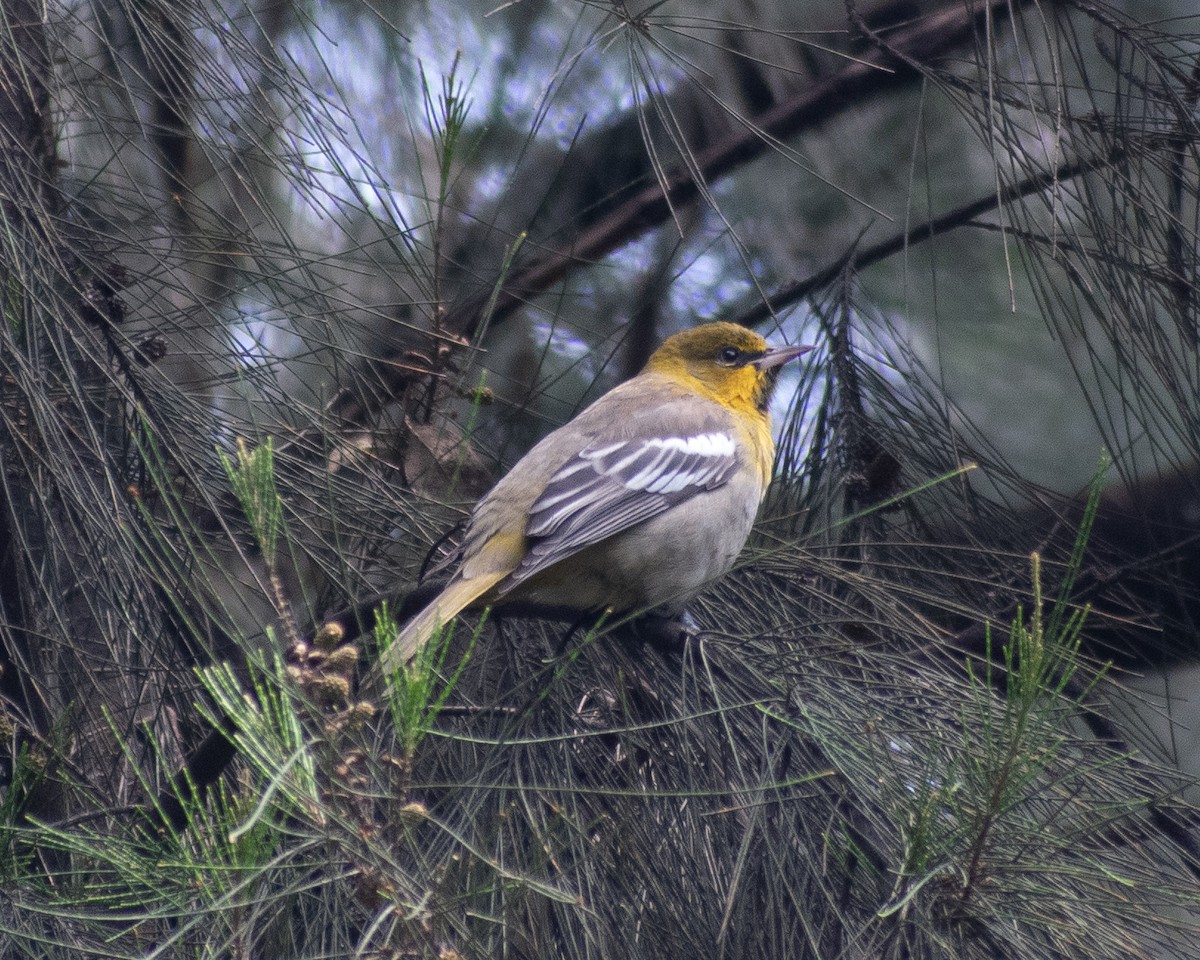 Black-backed Oriole - ML624379171