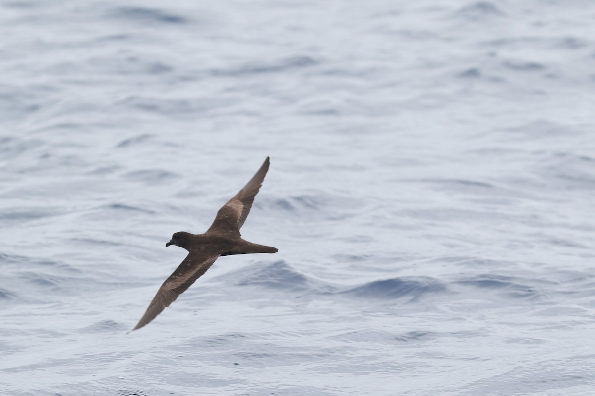 Bulwer's Petrel - ML624379179