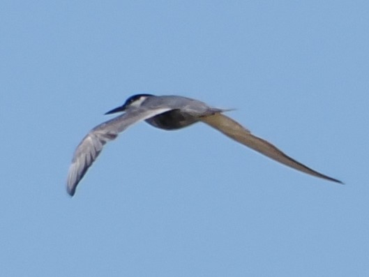 Guifette moustac - ML624379293