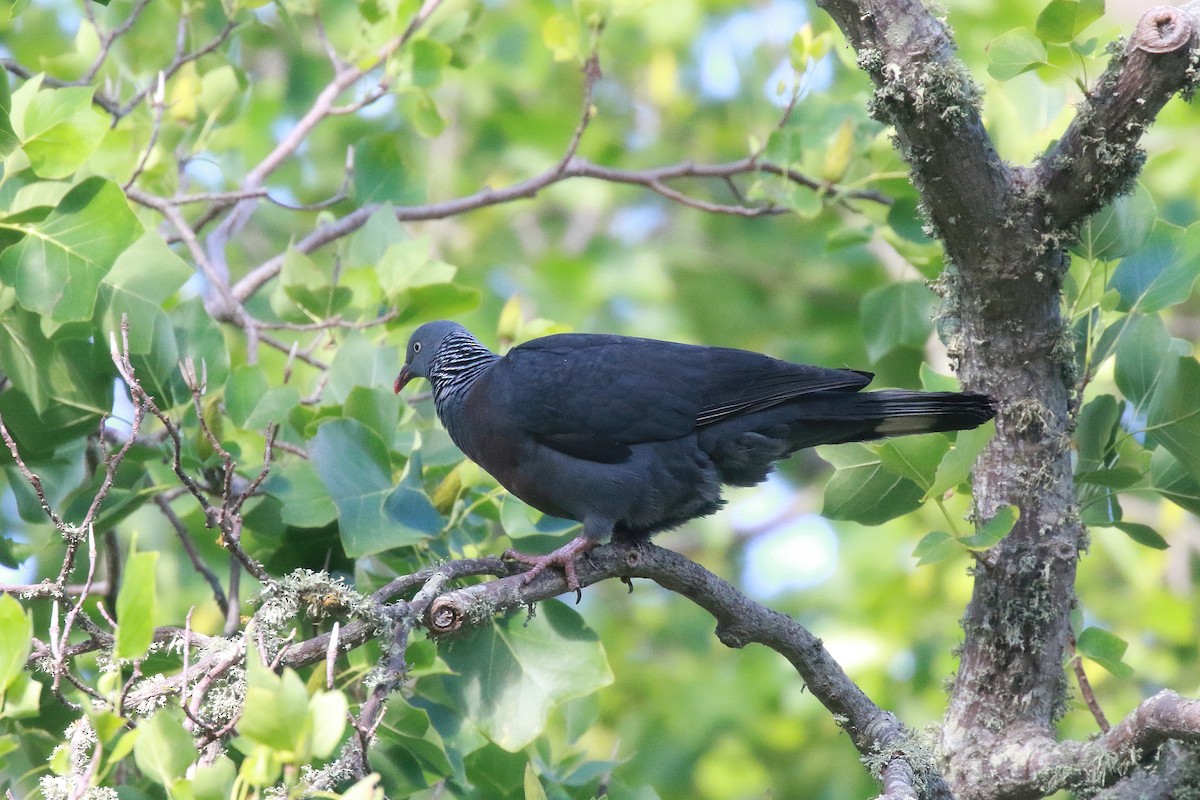 Trocaz Pigeon - ML624379299