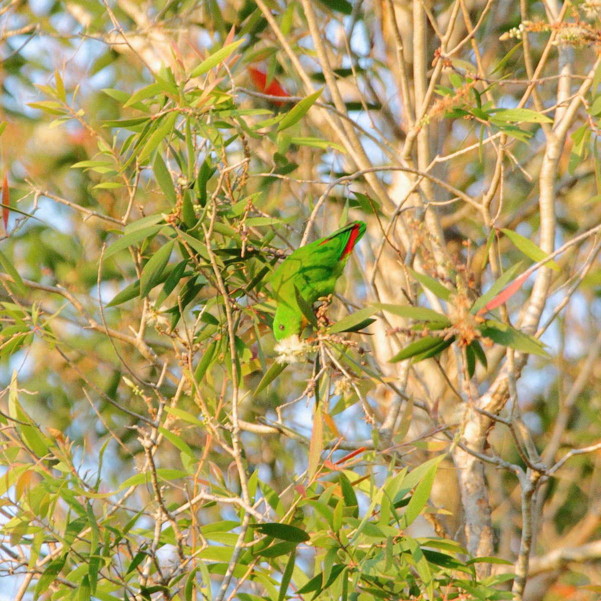 Yellow-throated Hanging-Parrot - ML624379379