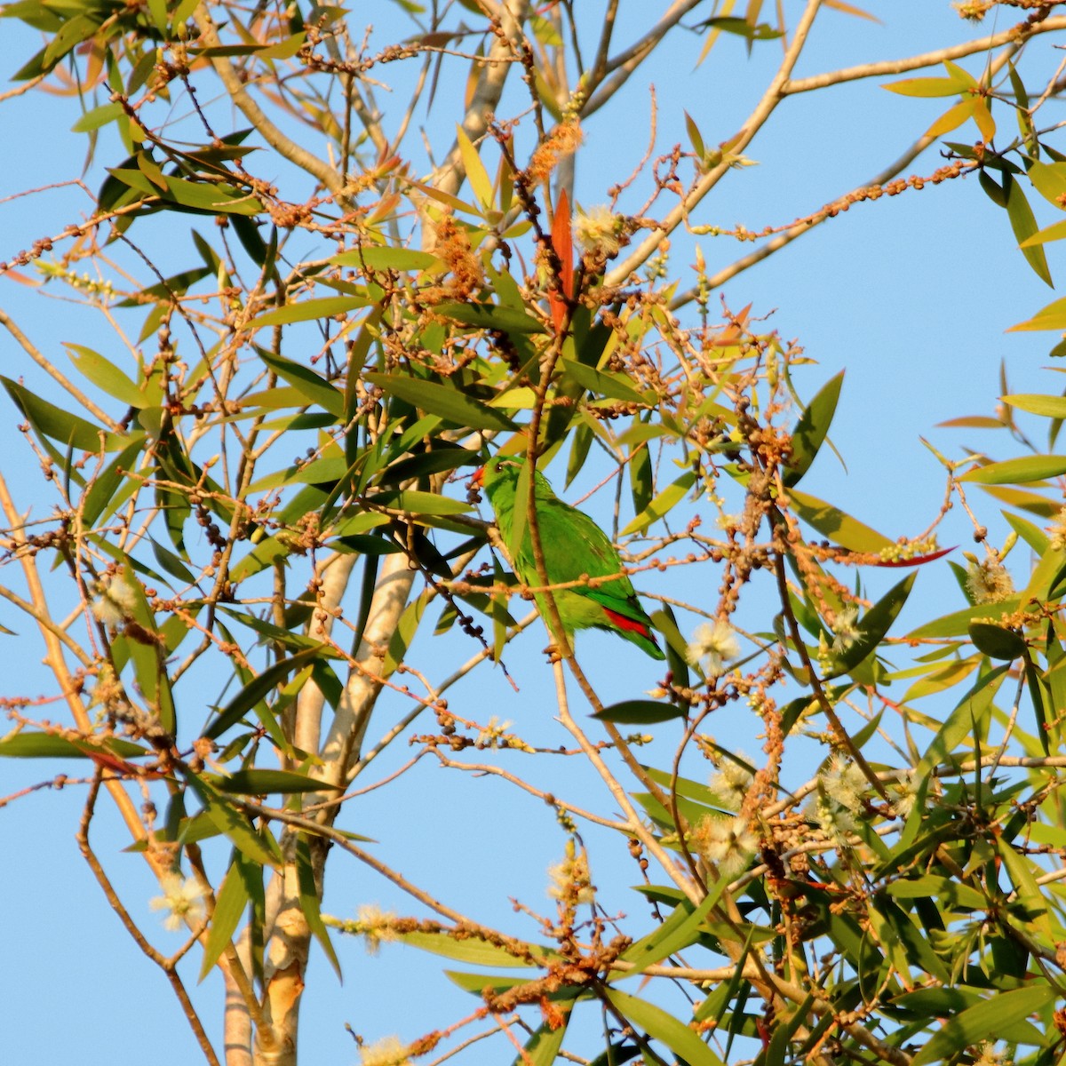 Yellow-throated Hanging-Parrot - ML624379380