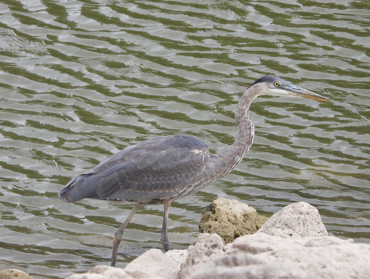 Great Blue Heron - ML624379519