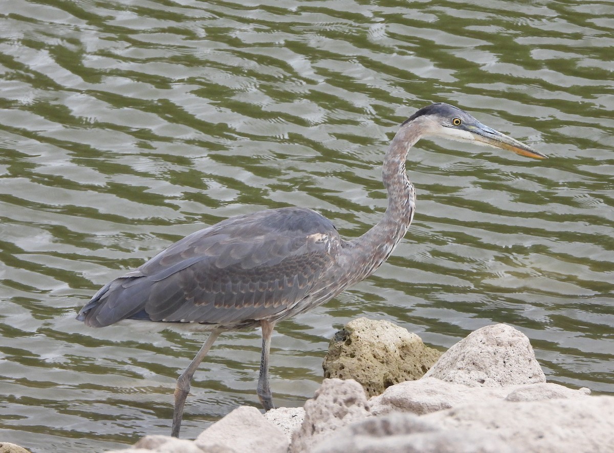 Great Blue Heron - ML624379520