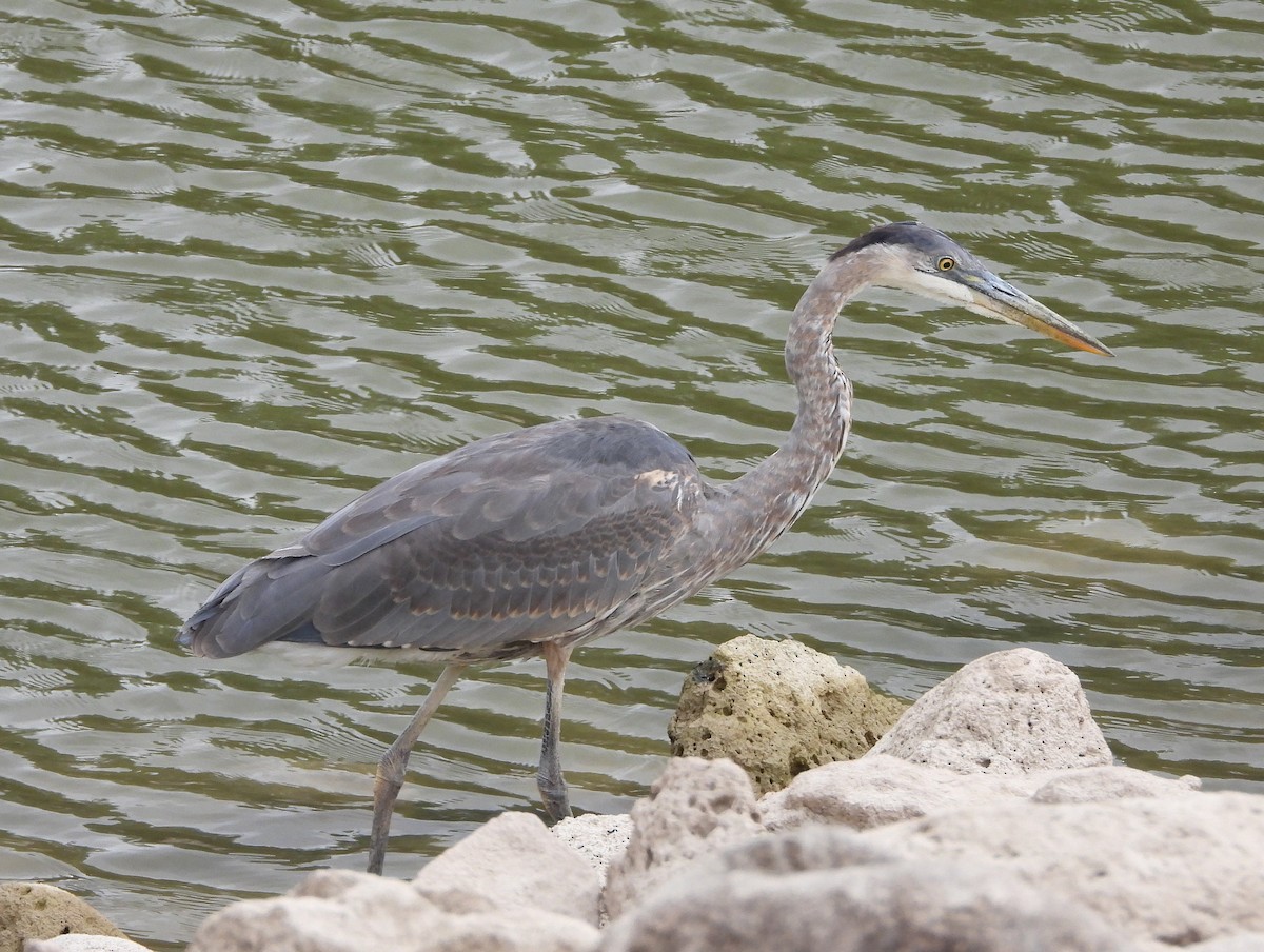Great Blue Heron - ML624379521