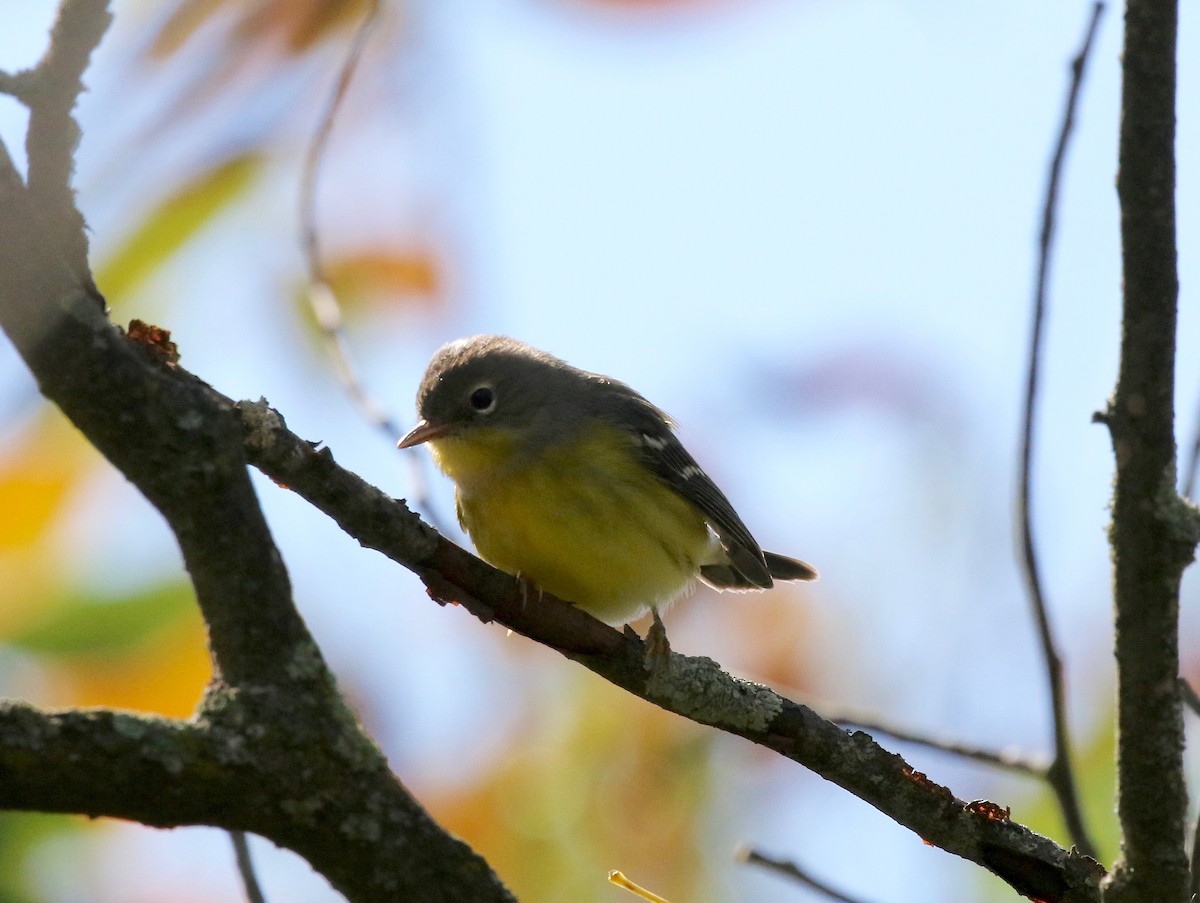Magnolia Warbler - ML624379532