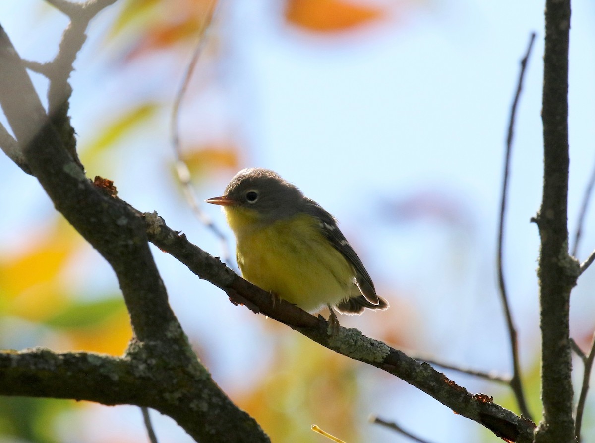 Magnolia Warbler - ML624379534