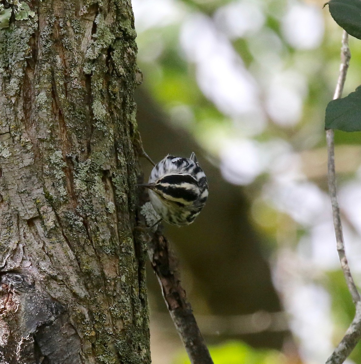 Black-and-white Warbler - ML624379546
