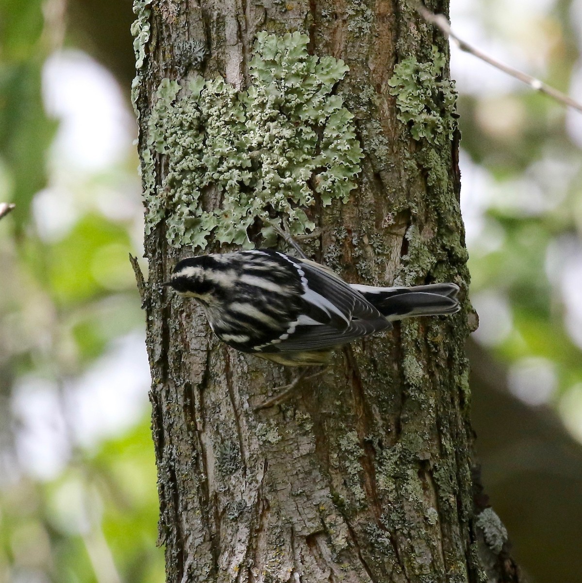 Black-and-white Warbler - ML624379548