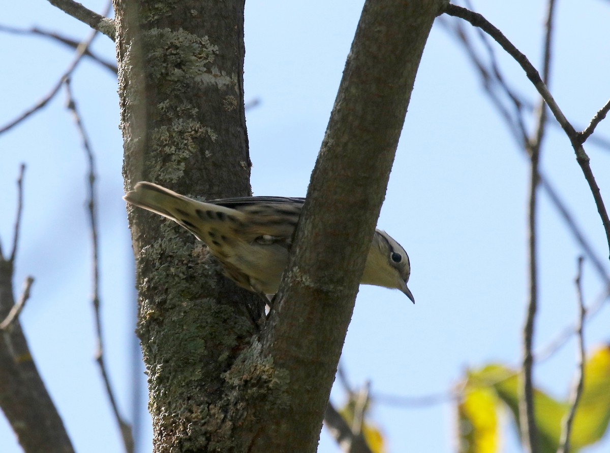 Black-and-white Warbler - ML624379549