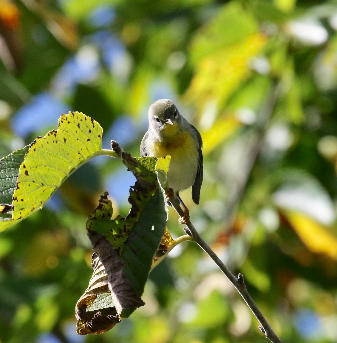 Northern Parula - ML624379562