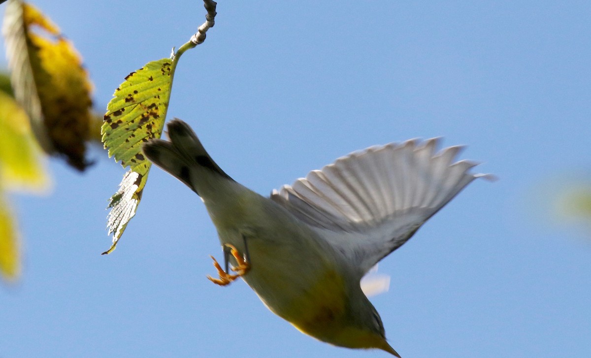 Northern Parula - ML624379564