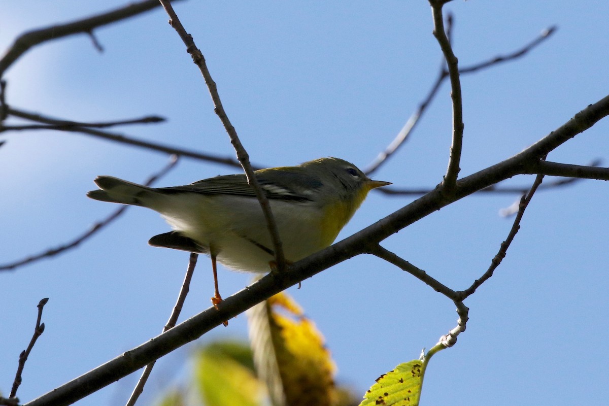 Northern Parula - ML624379565