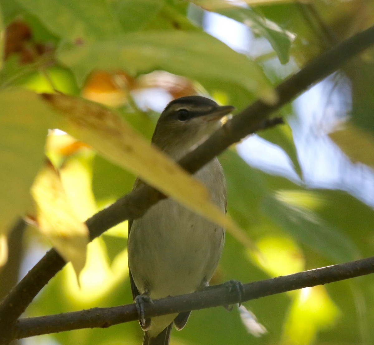 Red-eyed Vireo - ML624379566