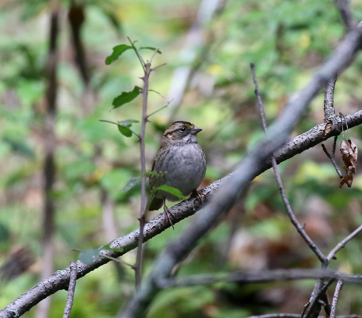 White-throated Sparrow - ML624379568
