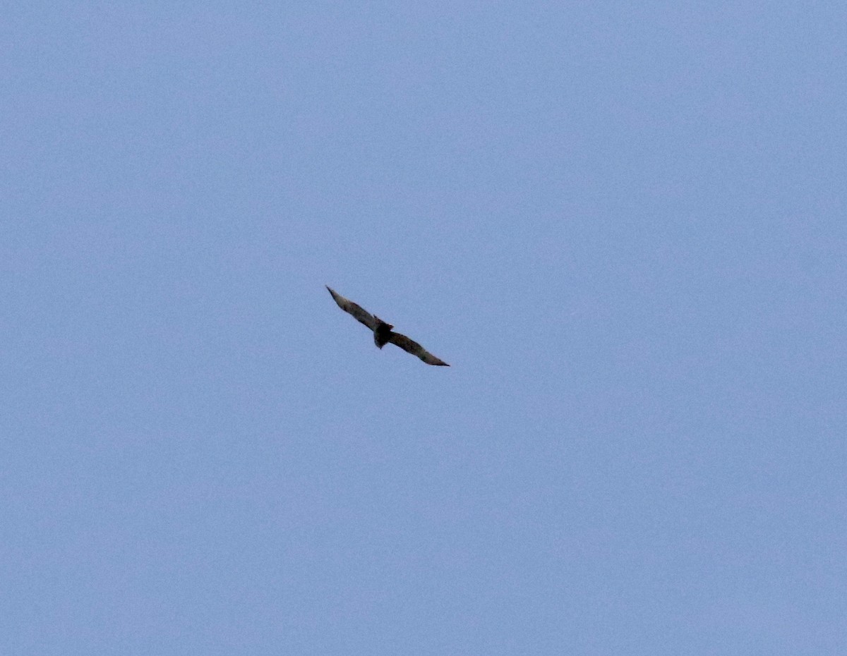 Red-shouldered Hawk - ML624379572
