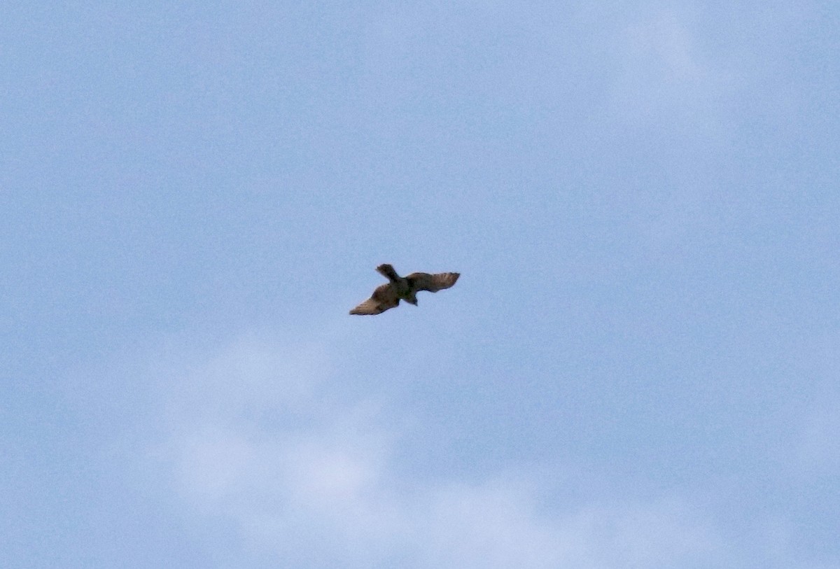 Red-shouldered Hawk - ML624379573