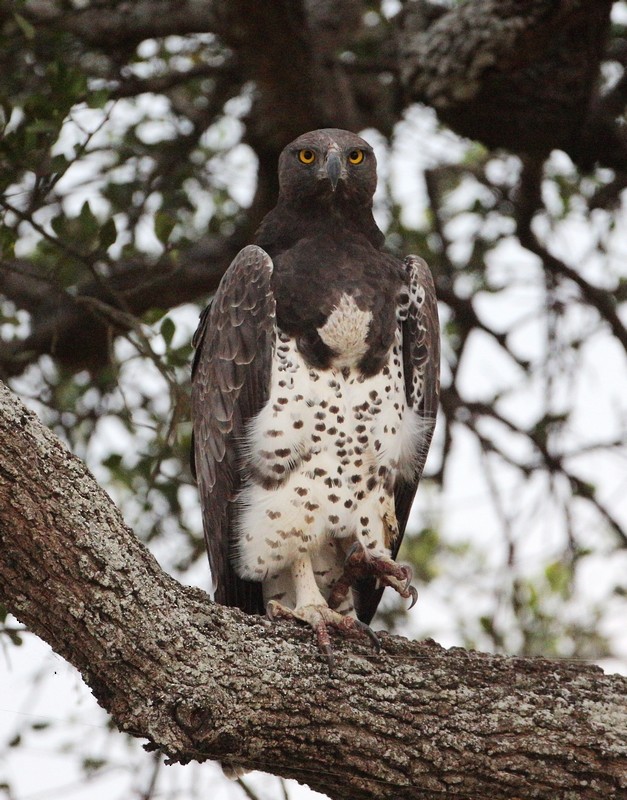 Black-chested Snake-Eagle - ML624379662