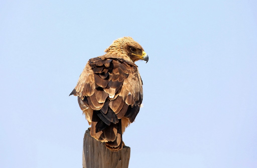 Águila Rapaz - ML624379665