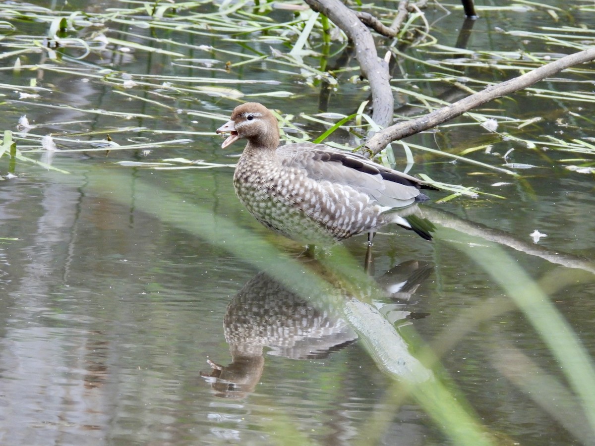 Maned Duck - ML624379685