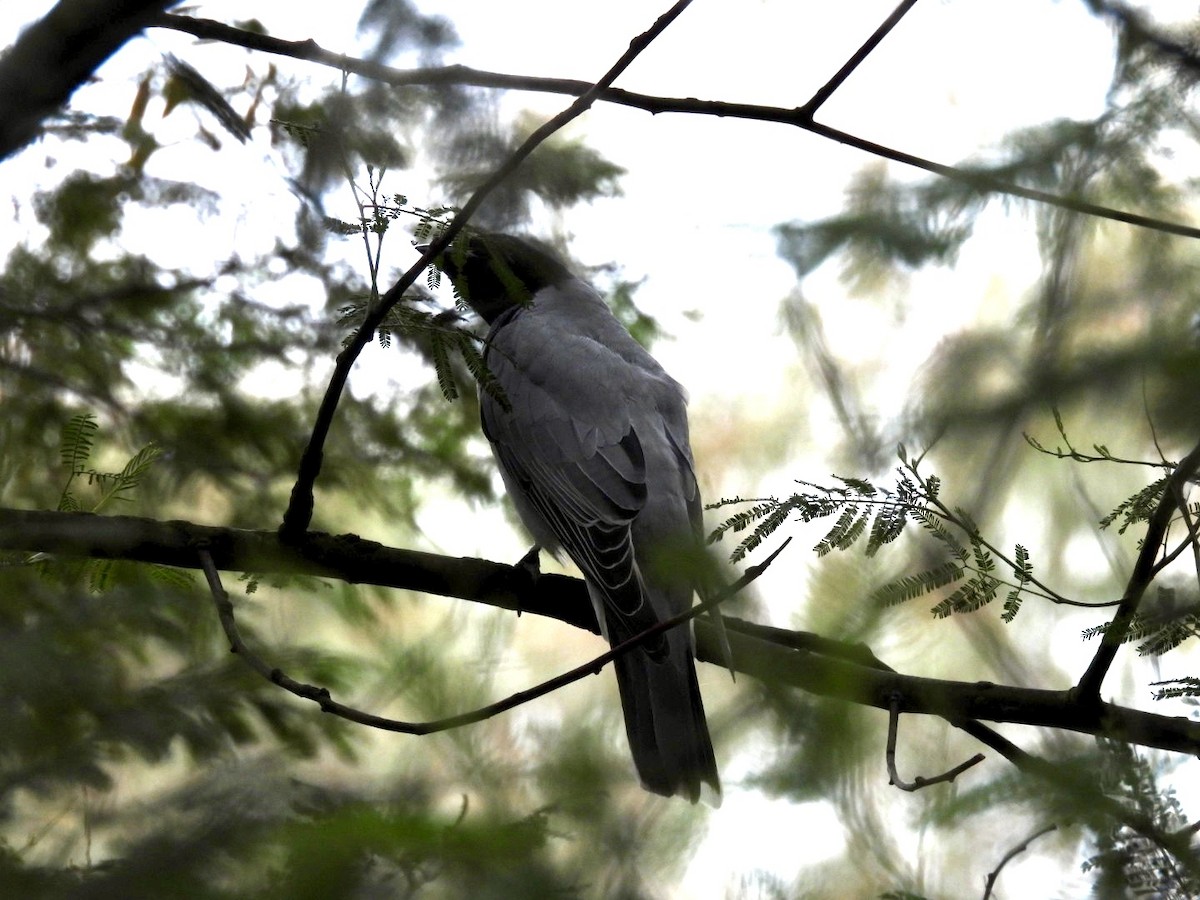 Black-faced Cuckooshrike - ML624379717