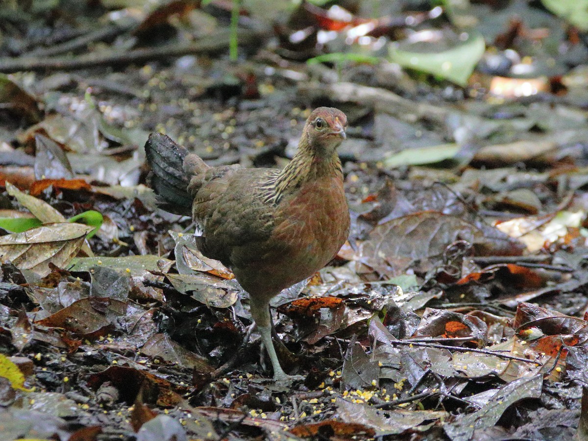 Red Junglefowl - ML624379823