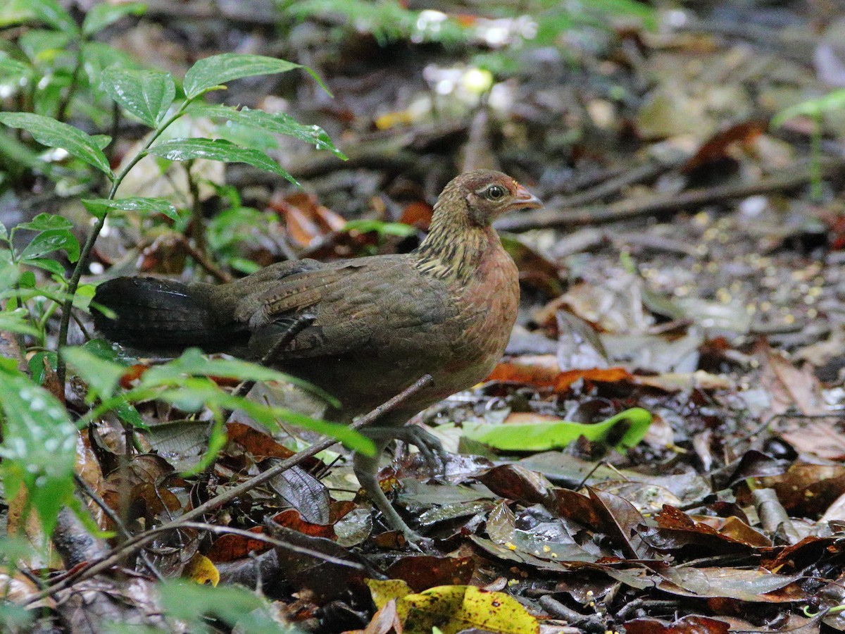 Red Junglefowl - ML624379824