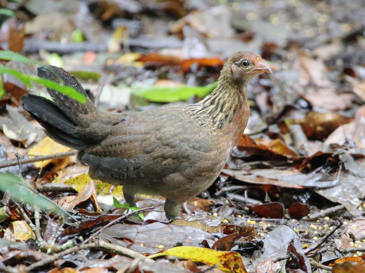 Red Junglefowl - ML624379827