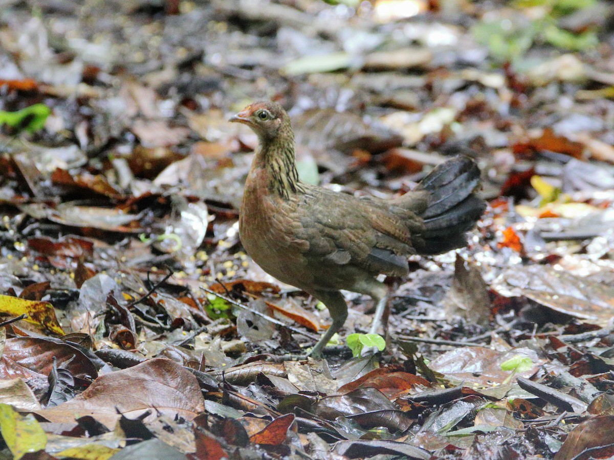 Red Junglefowl - Rolo Rodsey