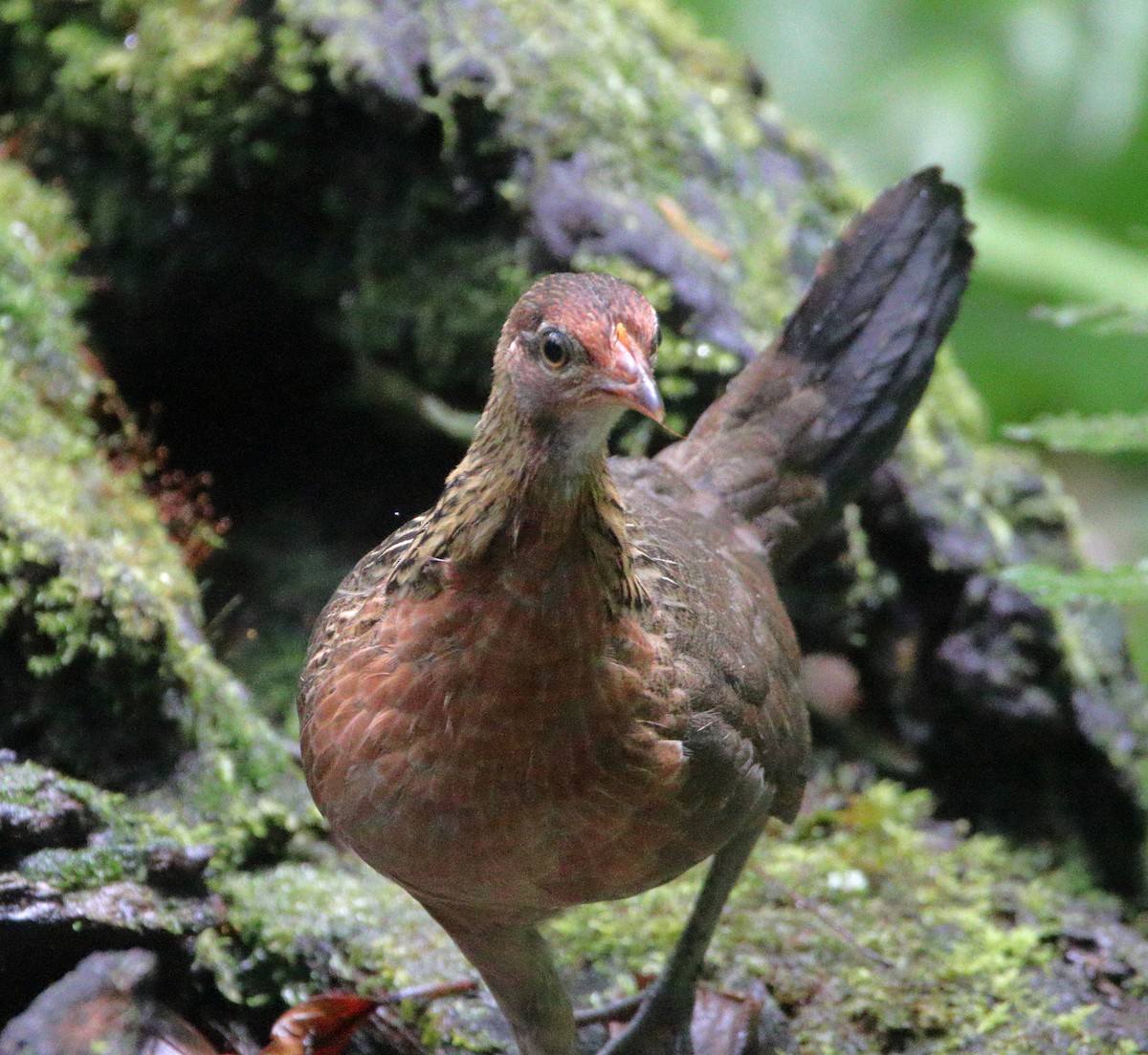 Red Junglefowl - ML624379829