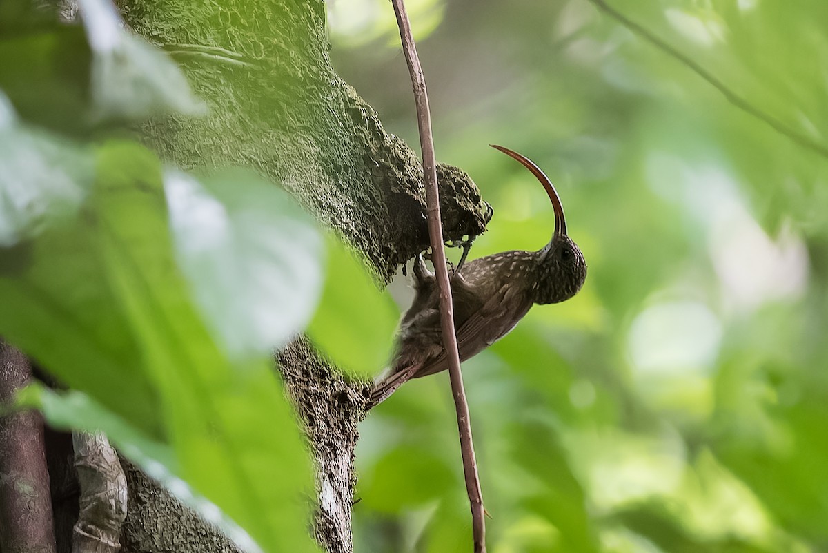 Curve-billed Scythebill - ML624379947