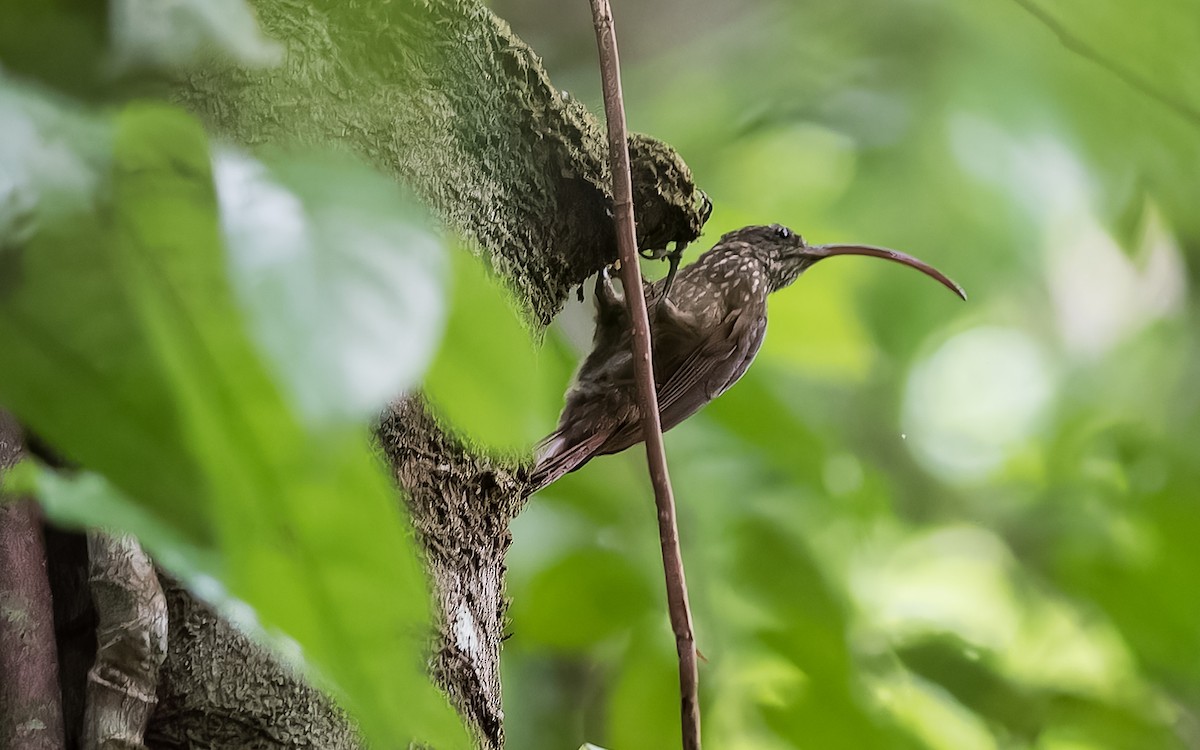 Curve-billed Scythebill - ML624379948