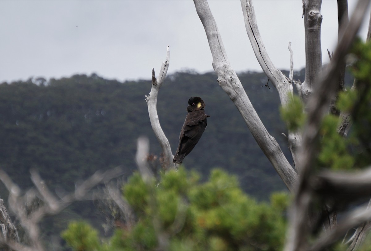 Yellow-tailed Black-Cockatoo - ML624379992