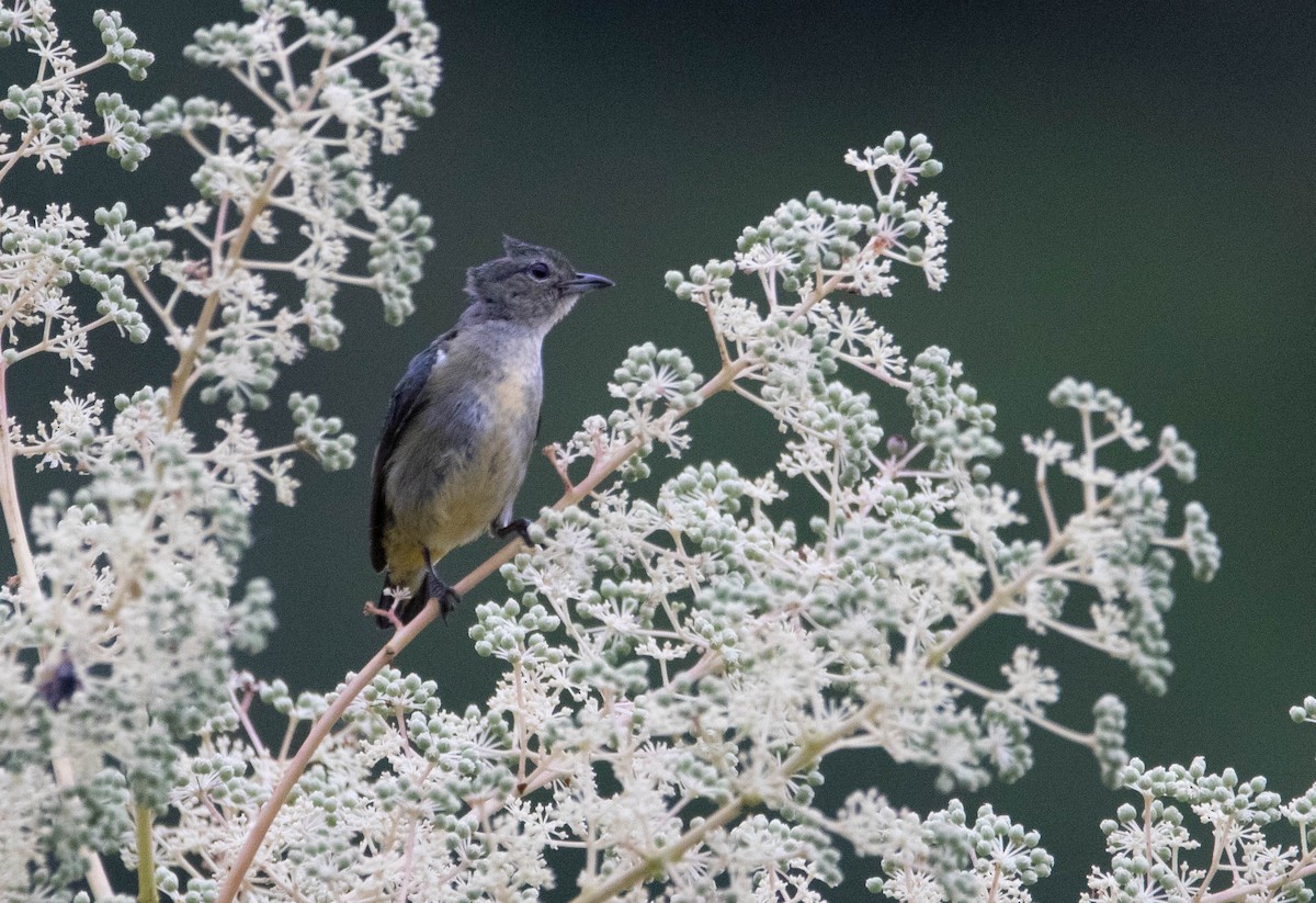 Pygmy Flowerpecker - ML624380135