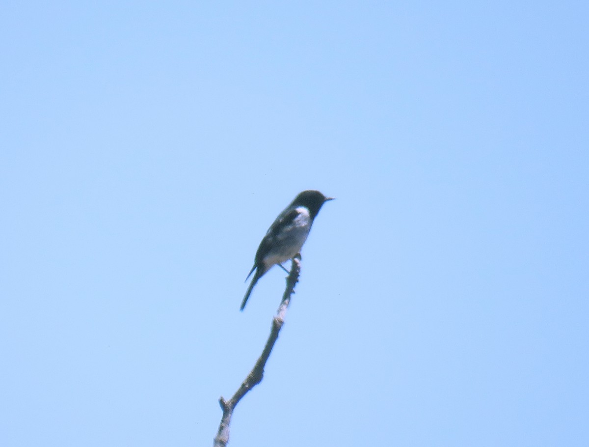 Hooded Robin - ML624380259