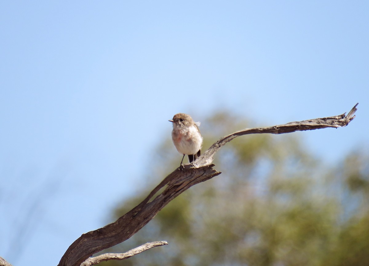 Red-capped Robin - ML624380263