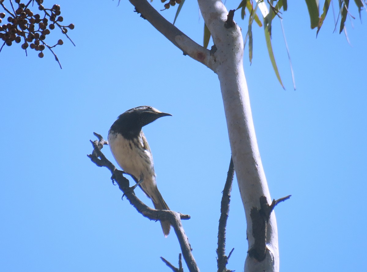 White-fronted Honeyeater - ML624380264