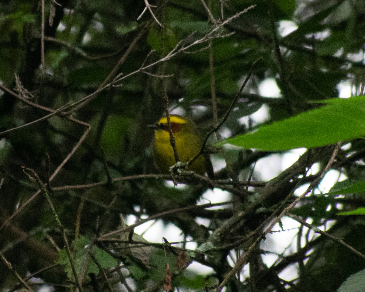 Golden-browed Warbler - ML624380460