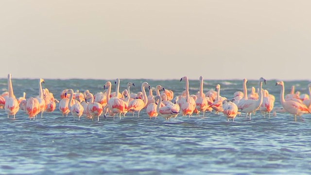 Chilean Flamingo - ML624380531