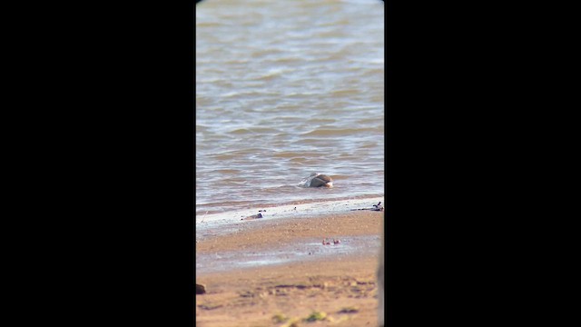 Two-banded Plover - ML624380540