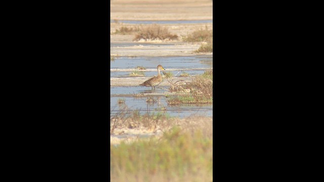 Yellow-billed Pintail - ML624380581