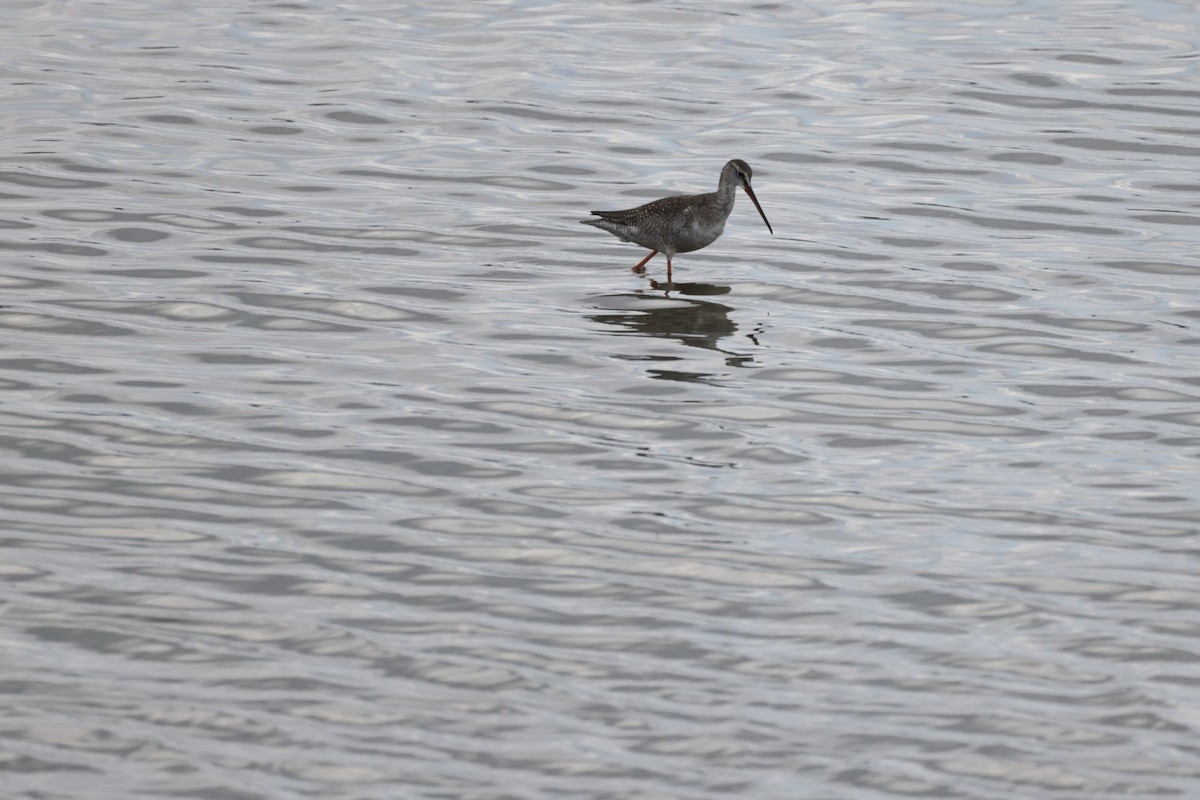 Spotted Redshank - ML624380610