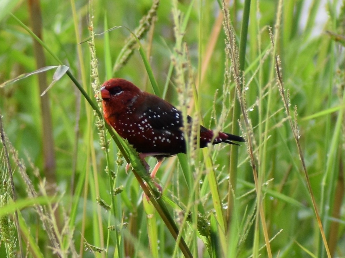 Red Avadavat - ML624380766