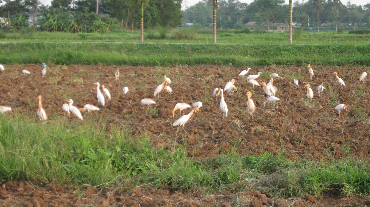 Eastern Cattle Egret - ML624380774