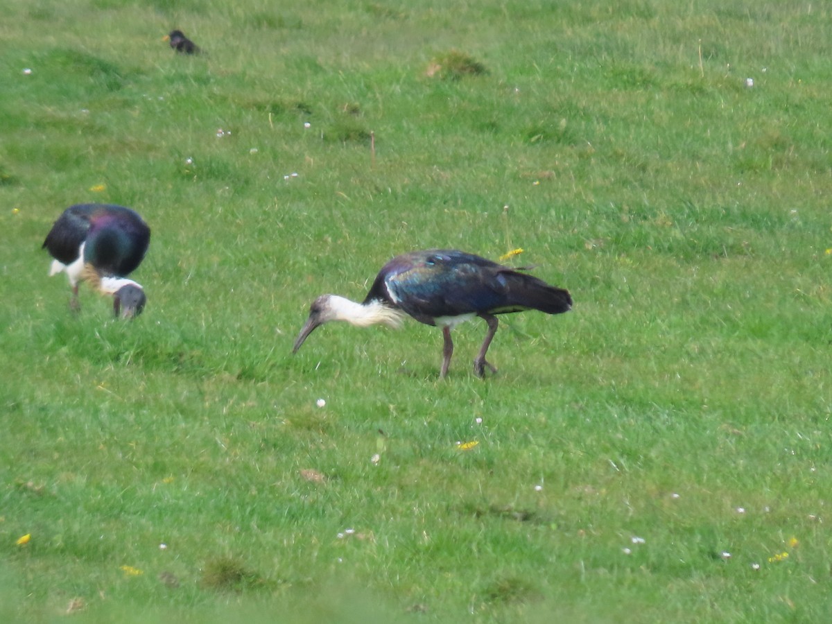 Straw-necked Ibis - ML624380870