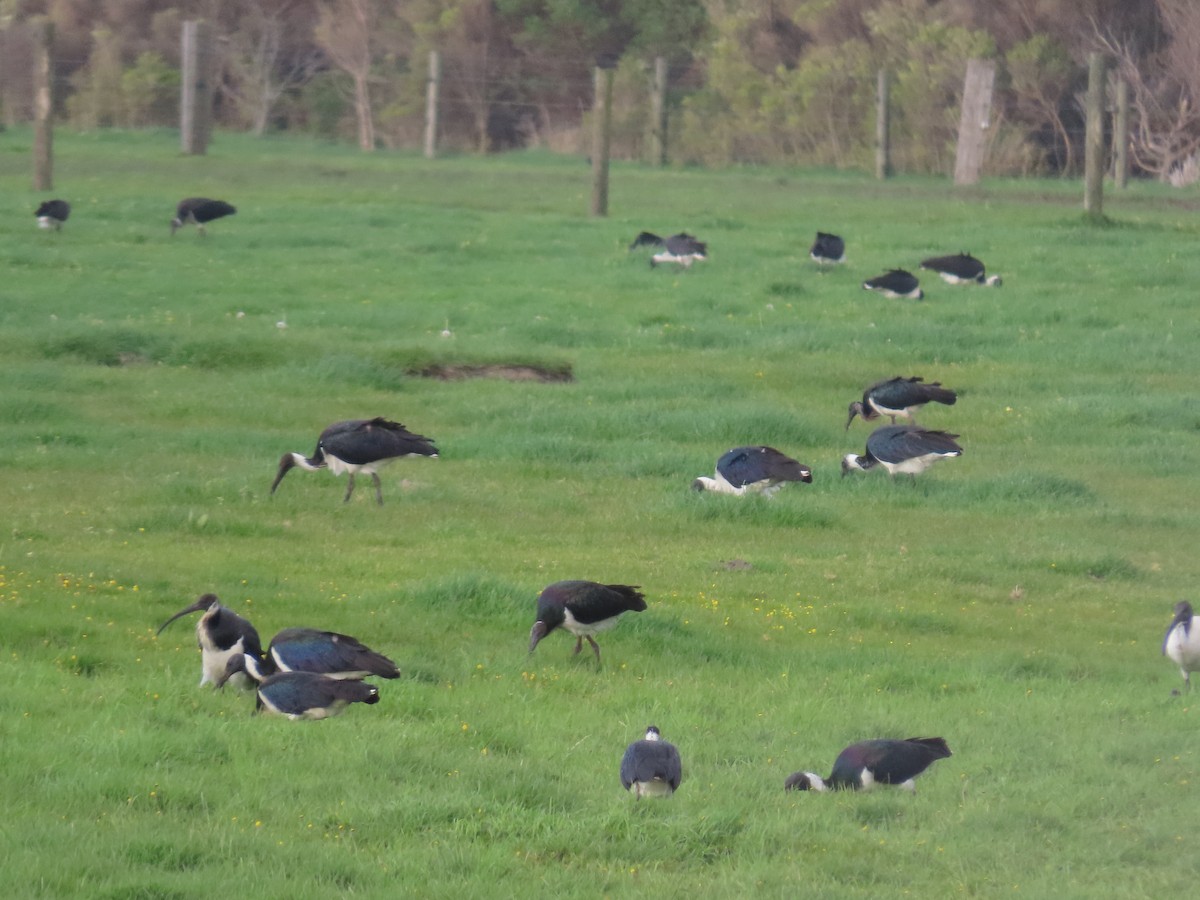 Straw-necked Ibis - ML624380882