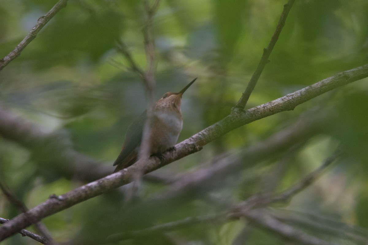 Rufous/Allen's Hummingbird - ML624380929