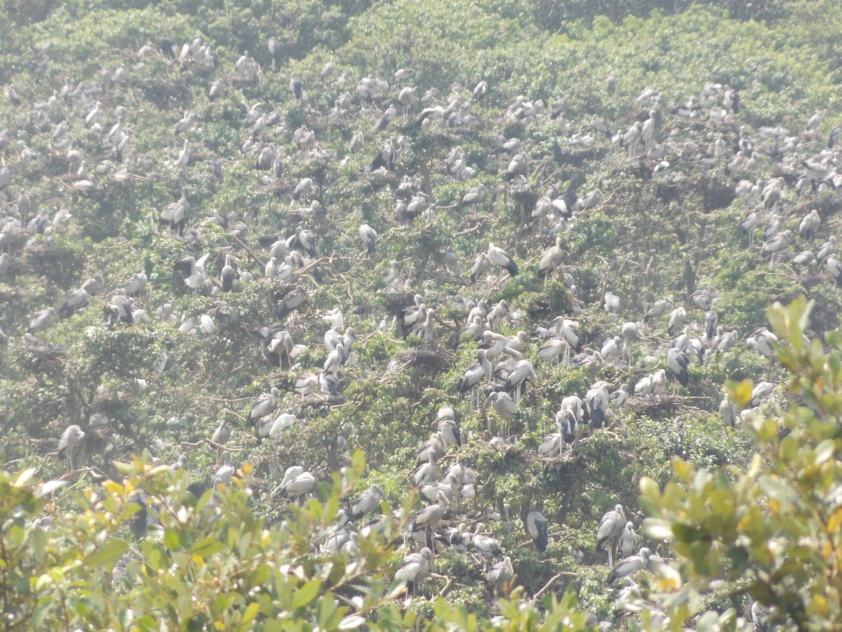 Asian Openbill - ML624381057