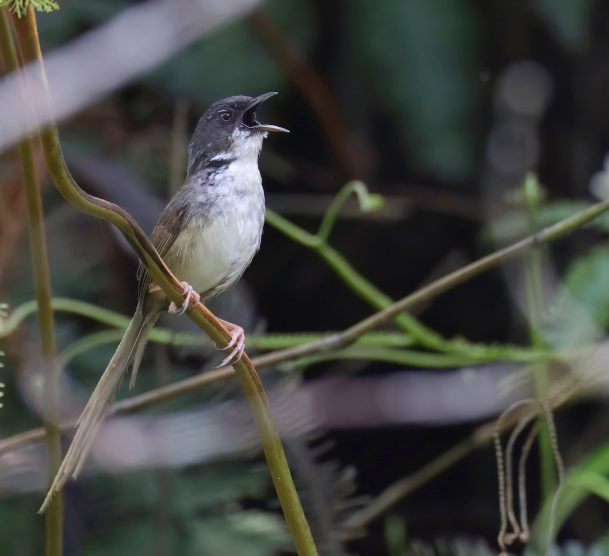 Hill Prinia - ML624381222