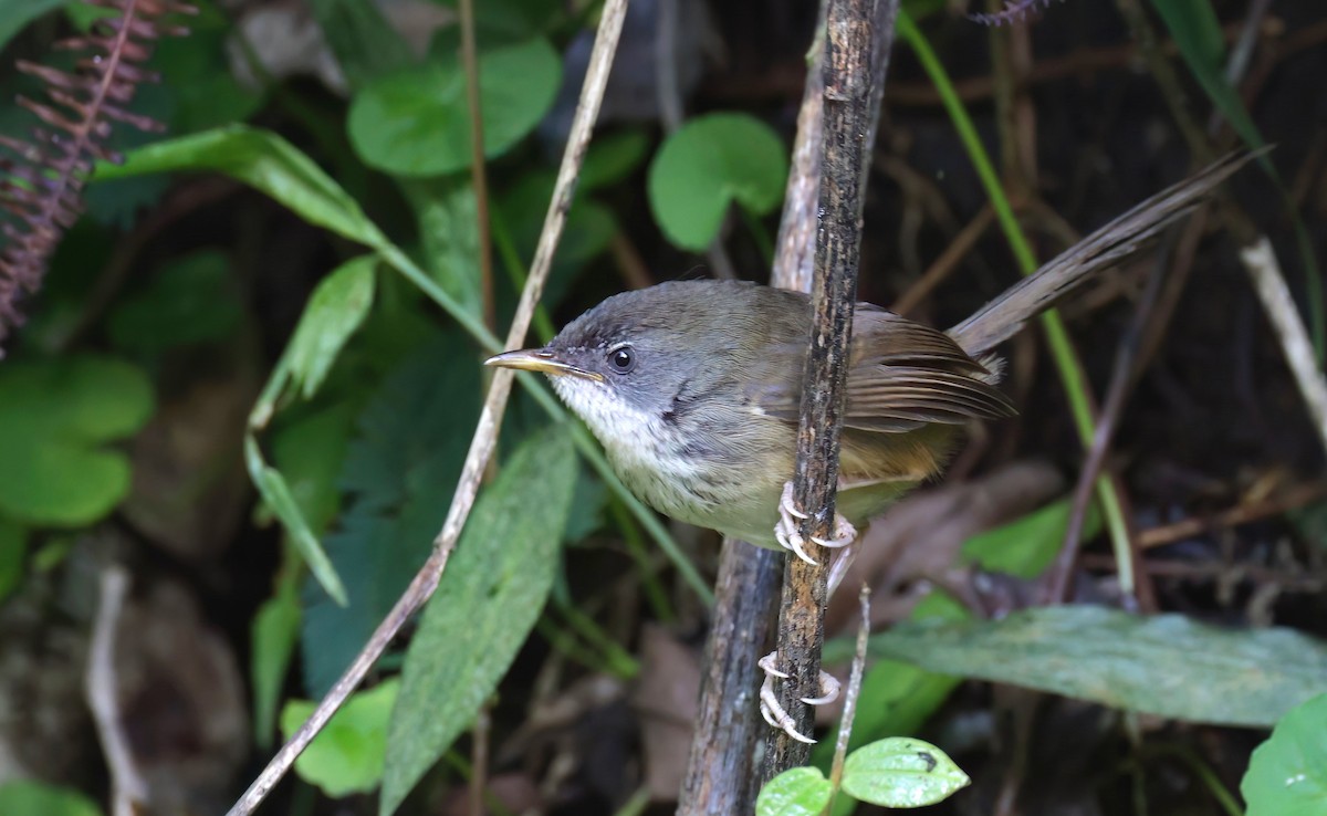 Hill Prinia - ML624381223